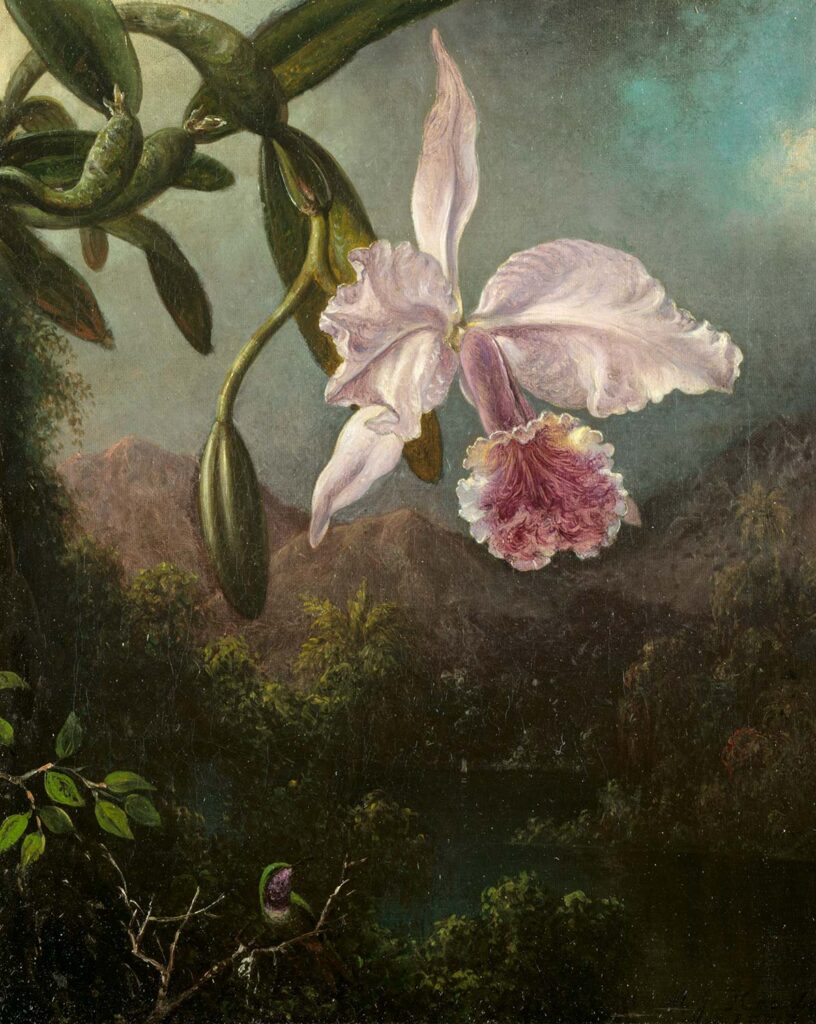 Martin Johnson Heade Orkide Çiçeği